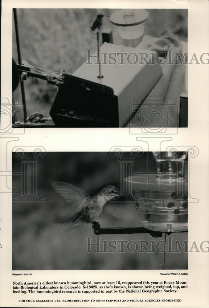 1987, North America&#39;s oldest hummingbird seen in Colorado. - Historic Images