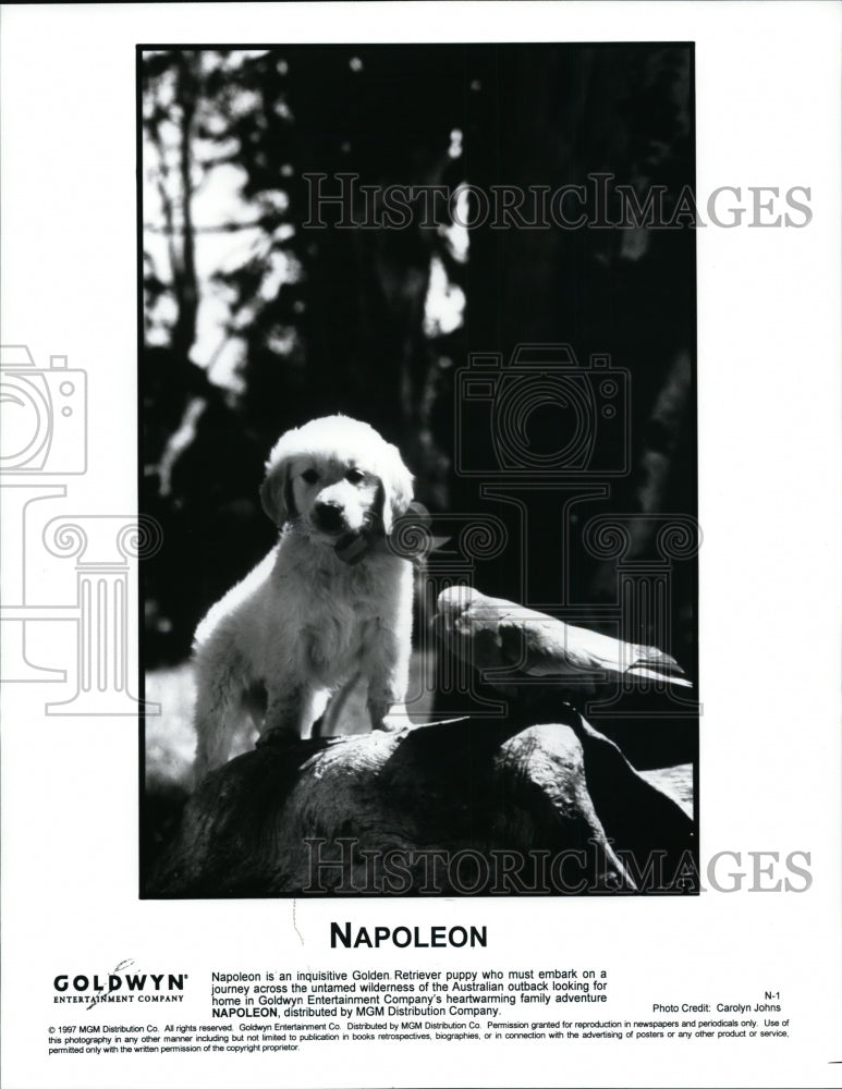 1997 Press Photo The Golden Retriever puppy in Napoleon. - cvp85830 - Historic Images