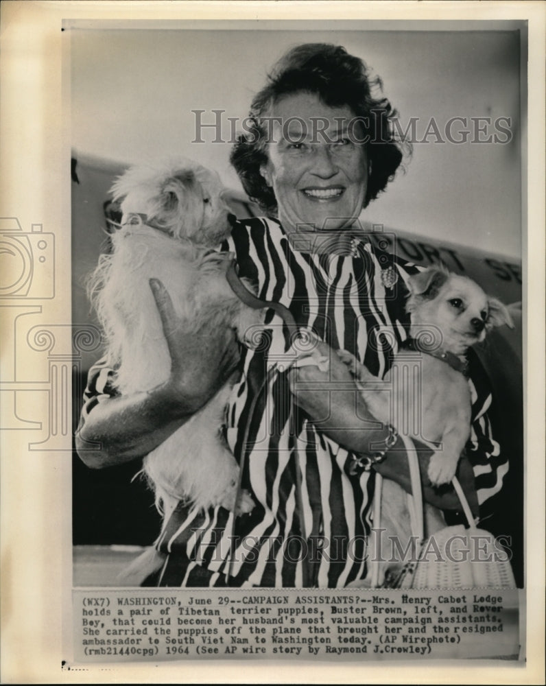 1964 Mrs. Henry Cabot Lodge with the Tibetan terrier puppies - Historic Images