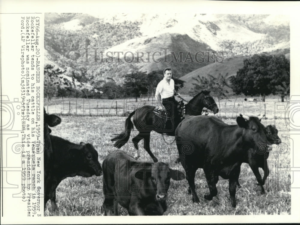 1959 Press Photo Gov.Nelson Rockefeller Tends his Cattle on Venezuela Ranch - Historic Images