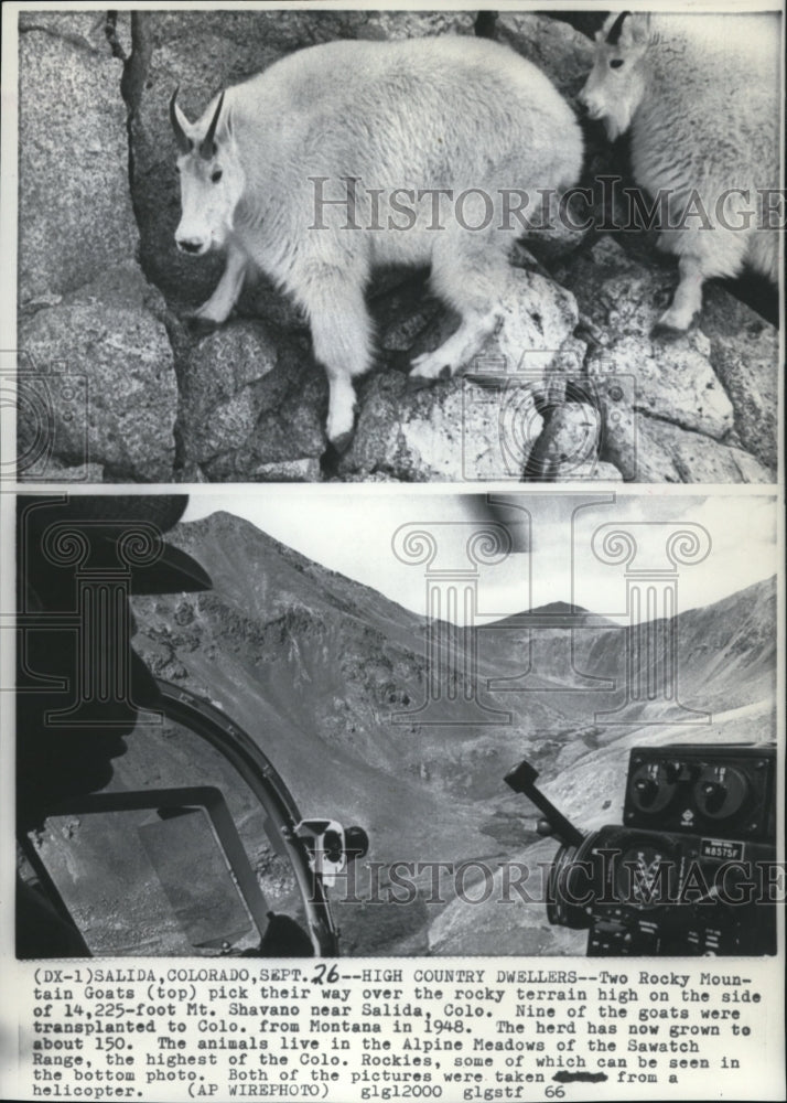 1966 Press Photo Two Rocky Mountain Goats Pick their Way over the Rocky Terrain - Historic Images