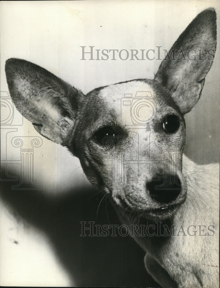 1941 Wire Photo Besengis breed trapped in freighter in West Africa for 21 days - Historic Images