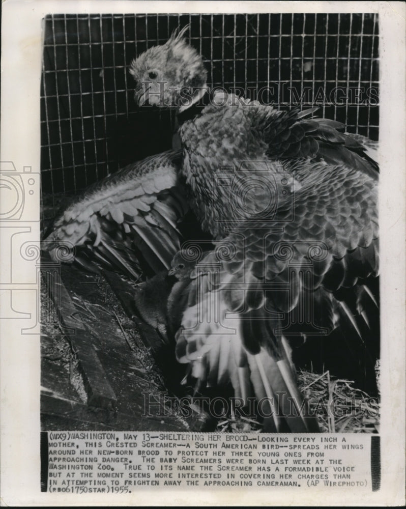 1957 Wire Photo The South American bird with her new born brood - cvw07306 - Historic Images