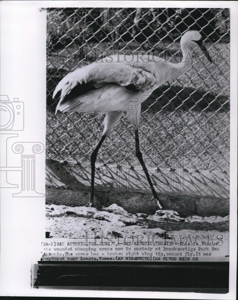 1956 Press Photo The wounded crane at the Brackenridge Park - Historic Images