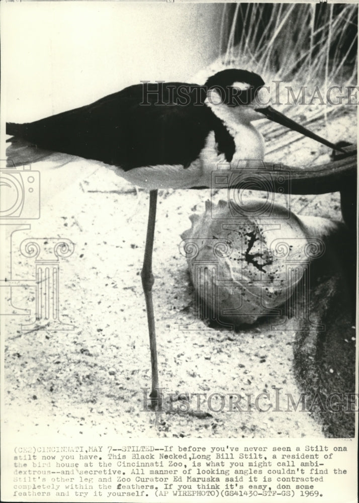 1969 Wire Photo Blacked Necked Long Bill Stilt at the Cincinnati Zoo  - Historic Images