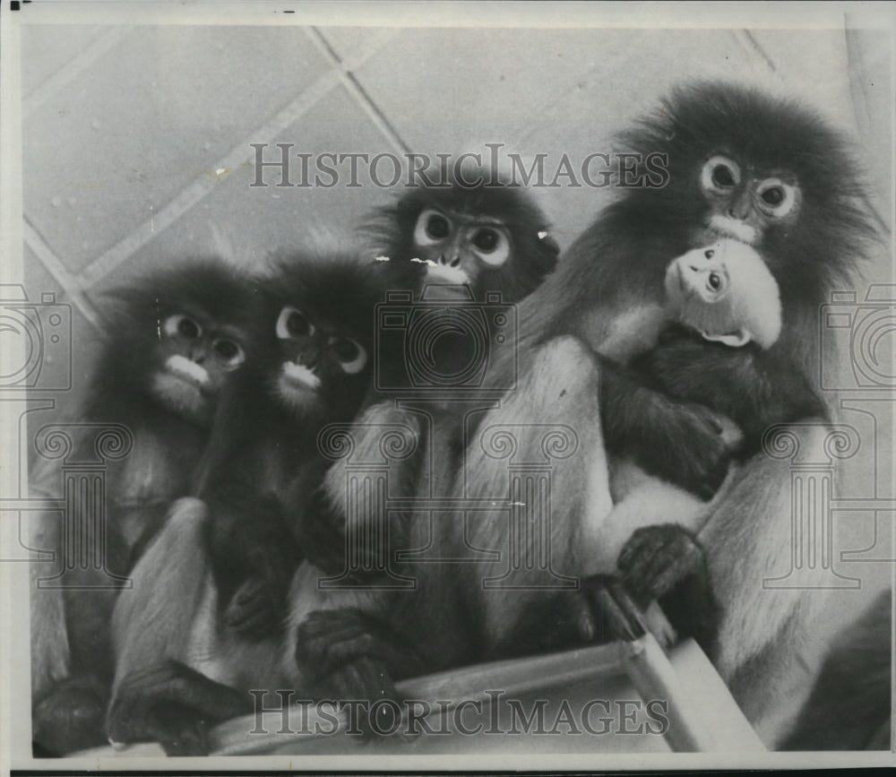 1967 Press Photo Babysitting 5-day-old Monkey in Frankfurt, Germany zoo - Historic Images