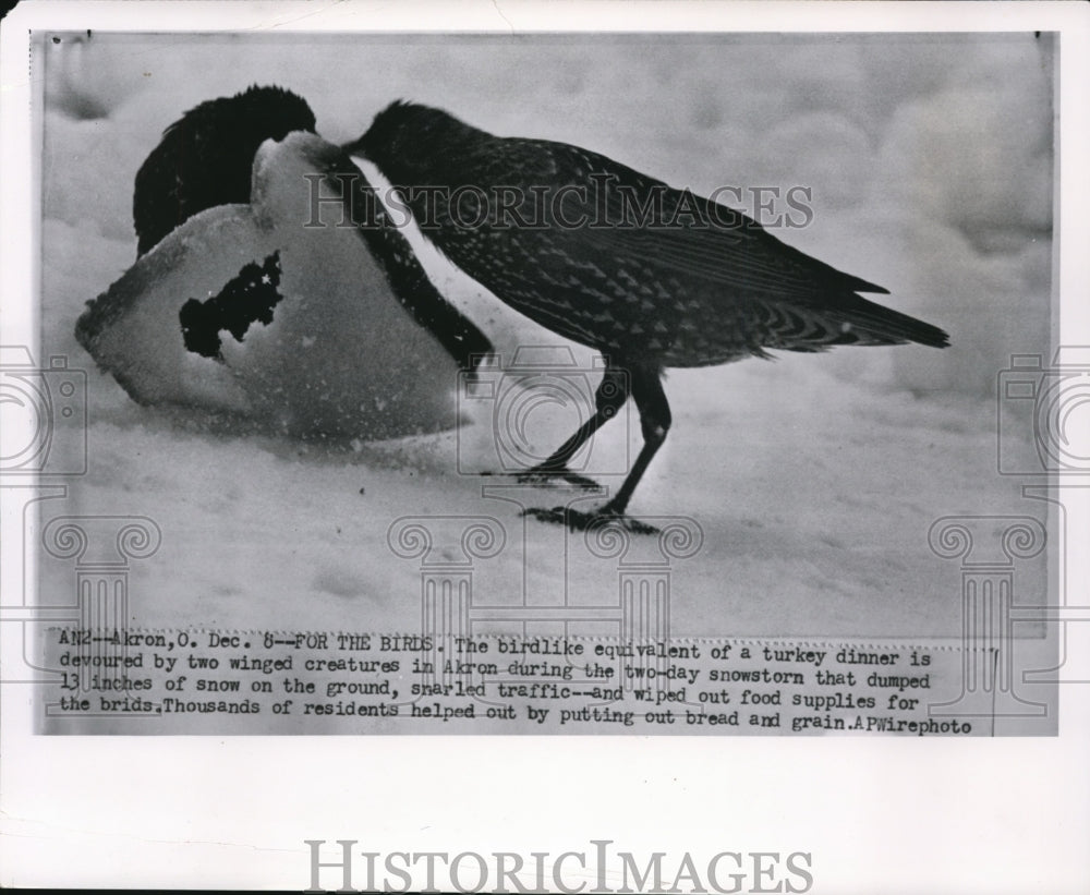 1963 Press Photo The bird and the bread in Akron - Historic Images