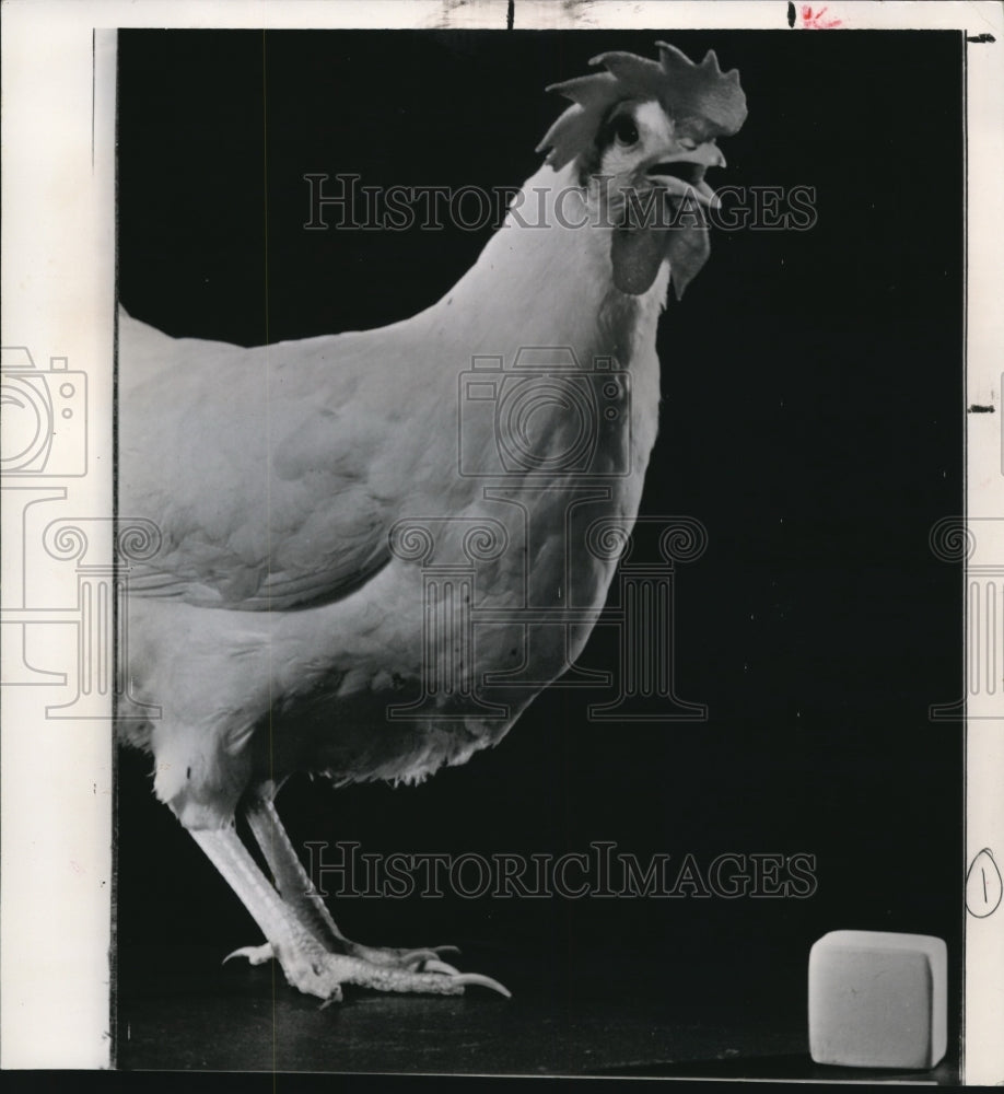 1981 Press Photo The hen at the N.C.State College with a cube shaped agg- Historic Images