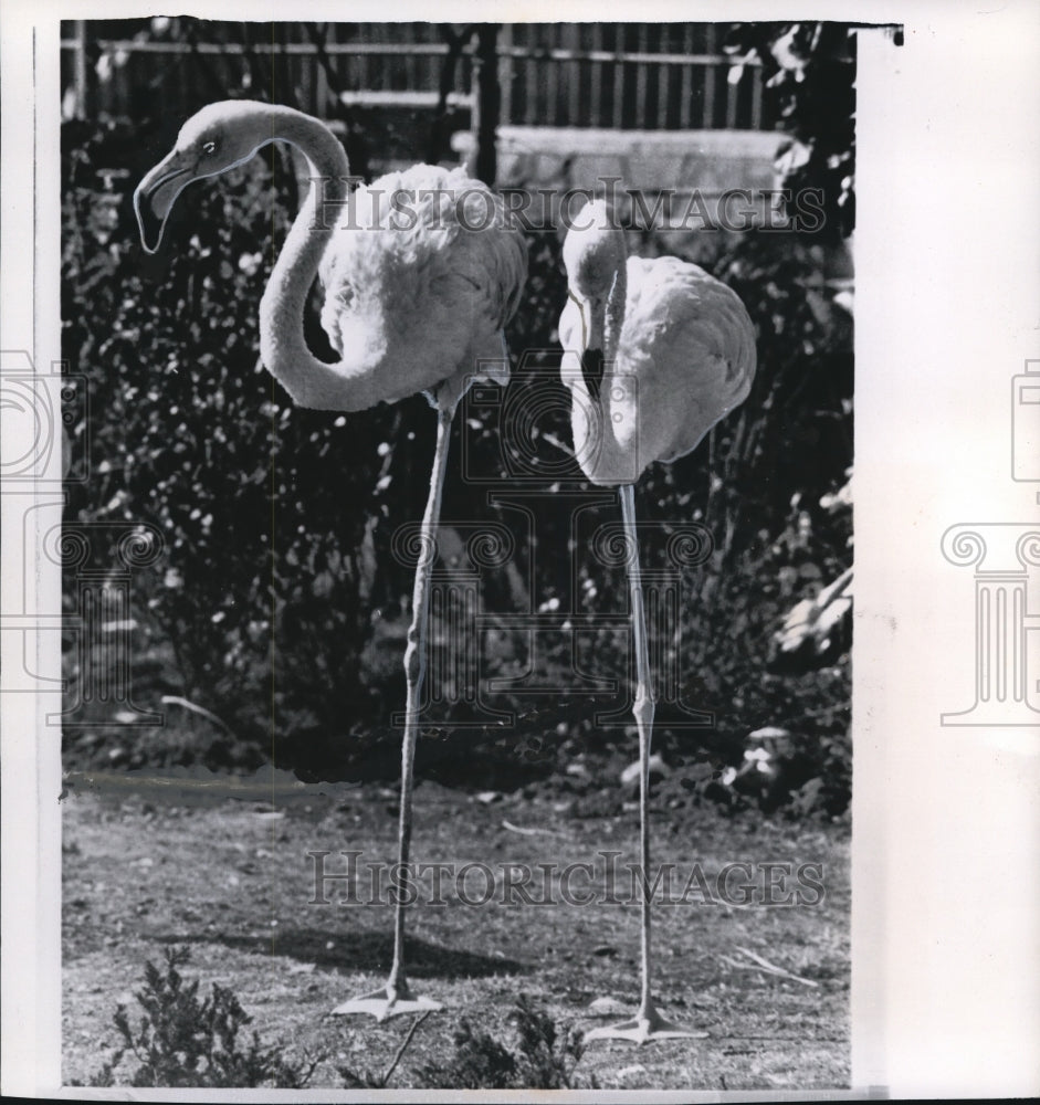 1960 Wire Photo The flamingos at the Tokyo Zoo enjoy the spring weather-Historic Images