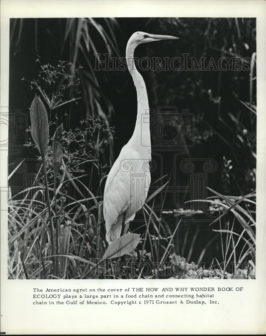 1971 Press Photo The American egret - Historic Images