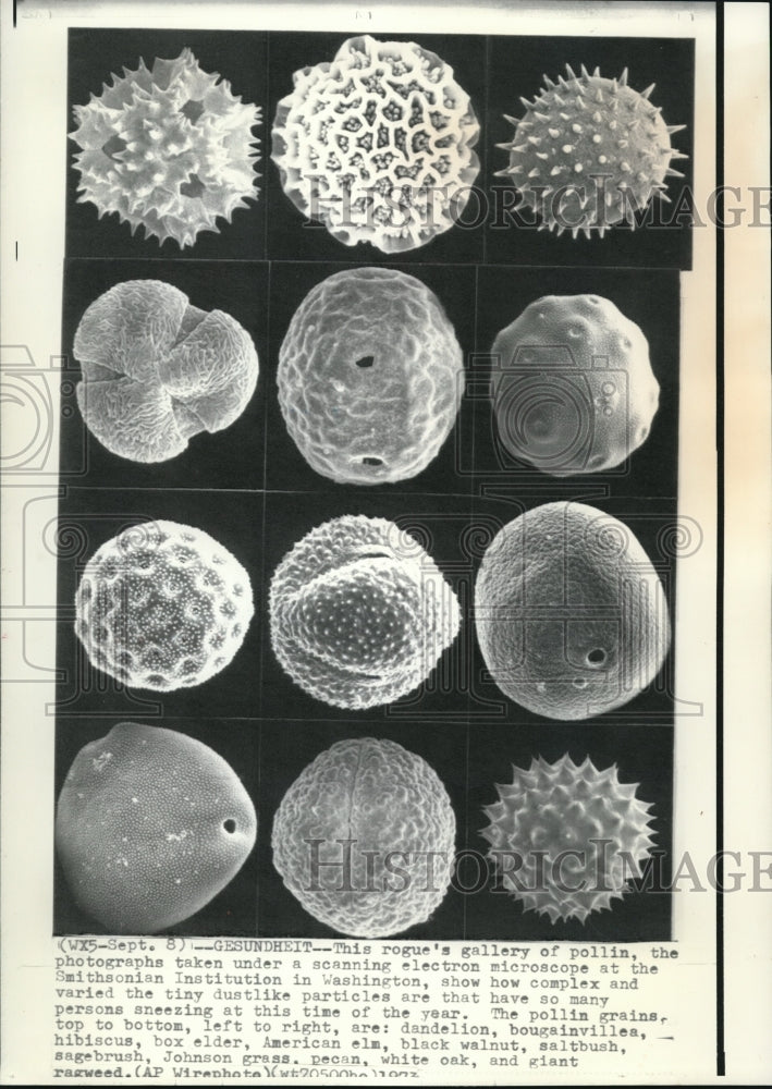 1973 Press Photo Gallery of Pollen under electron microscope at Smithsonian - Historic Images