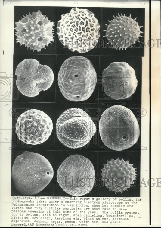 1973 Press Photo Gallery of Pollen under electron microscope at Smithsonian - Historic Images