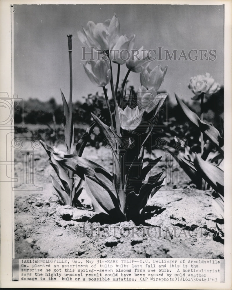 1963 Press Photo OC Dellinger planted assorted tulips resulting to rare tulip - Historic Images