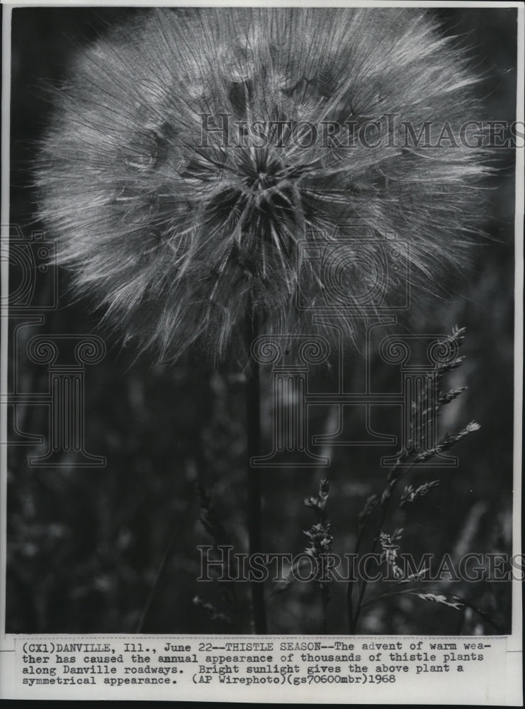 1968 Wire Photo Thousands of Thistle plants along Danville roadways - cvw09111 - Historic Images