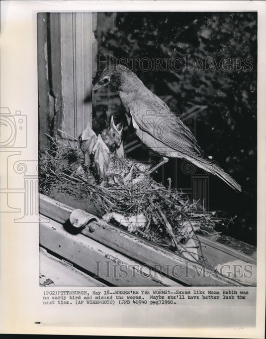 1960 Press Photo The mother Robin with her babies - Historic Images