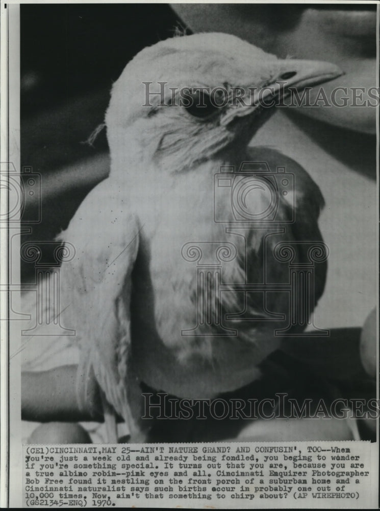 1970 Press Photo The baby albino Robin - Historic Images