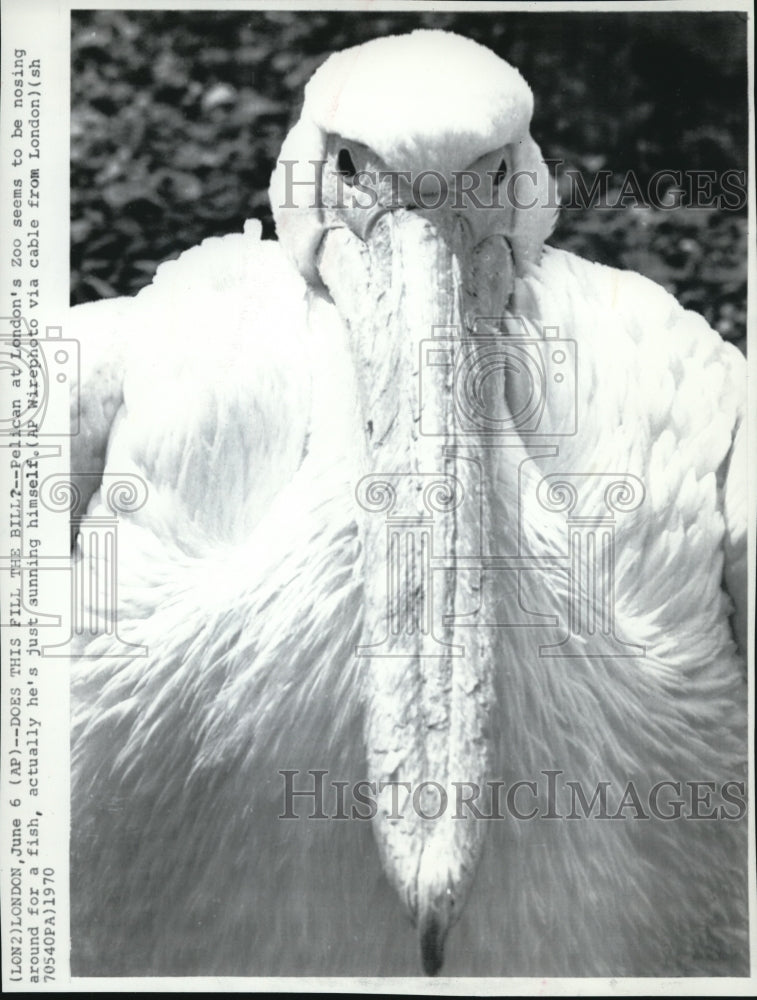 1970 Press Photo The pelican at the London&#39;s zoo - Historic Images