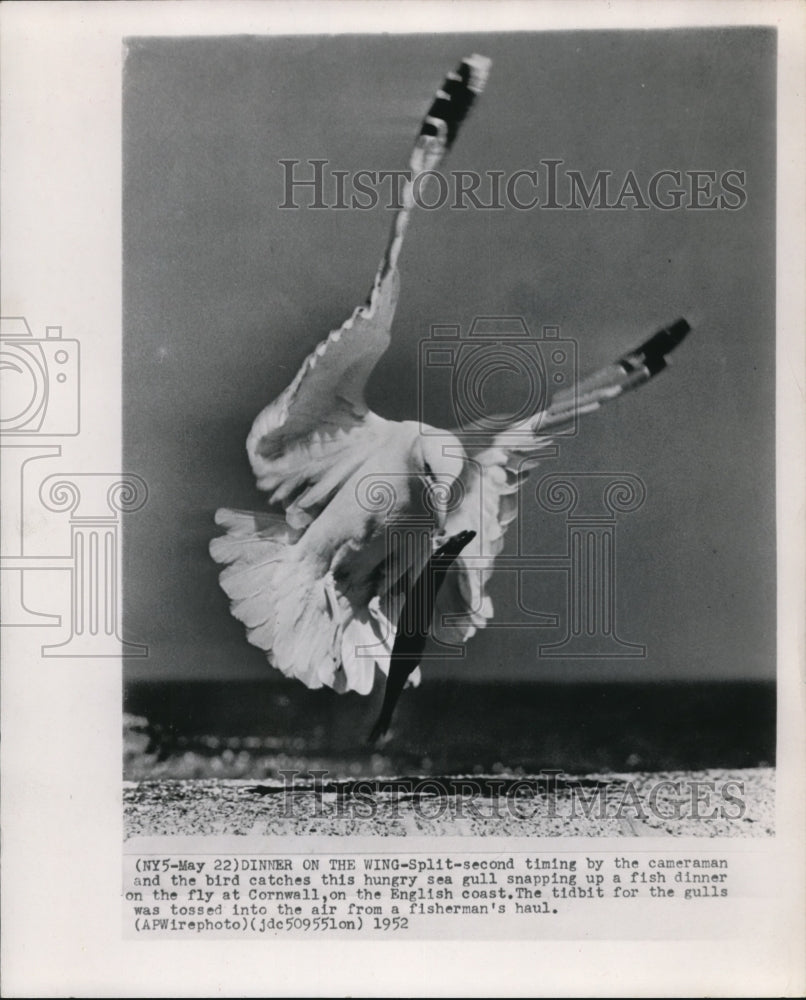 1952 Press Photo The hungry sea gull snaps at a fish - Historic Images