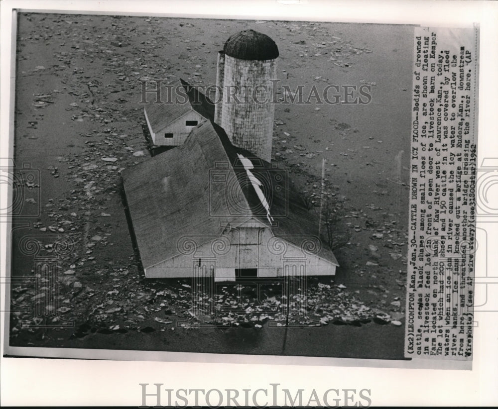 1962 Press Photo Cattles Drowned in Icy Flood Shown Floating on Kemper  Farm - Historic Images