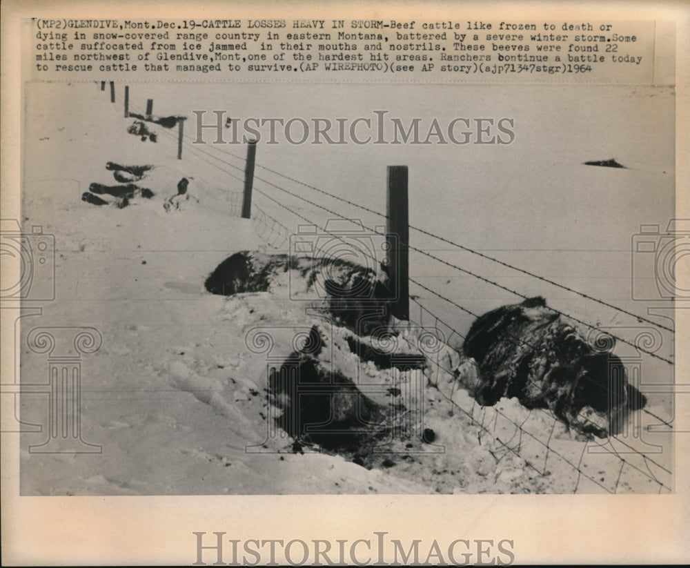 1964 Press Photo Beef cattle like frozen to death or dying in snow-covered range - Historic Images