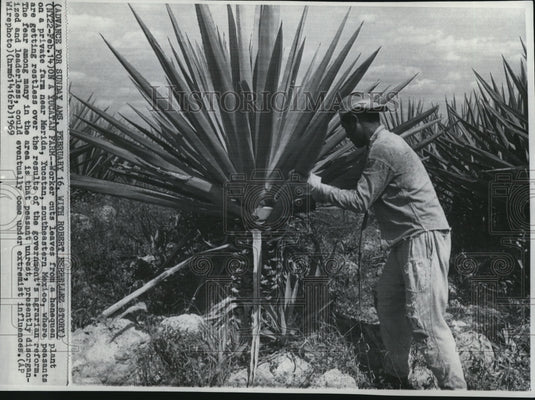 1969 Press Photo A worker cuts the leaves from the henequen plant on a farm - Historic Images
