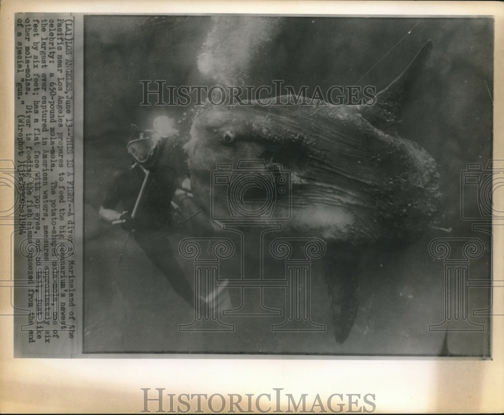 1964 Wire Photo The huge mola mola, newest celebrity in the oceanarium - Historic Images