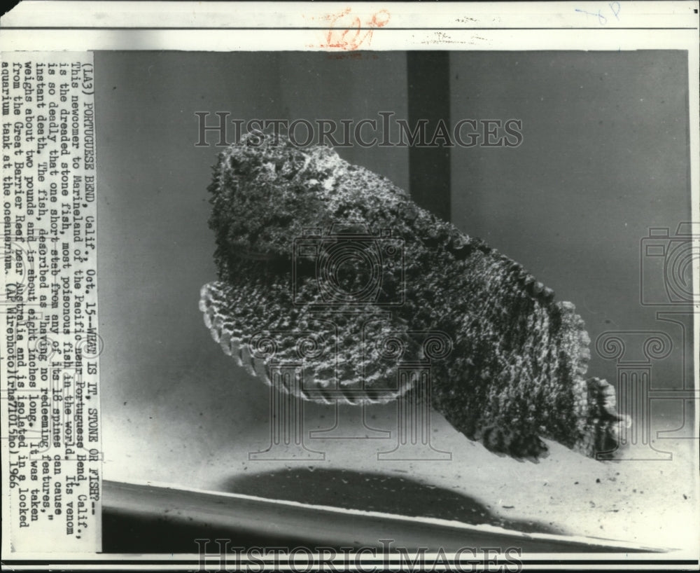 1966 Press Photo The stone fish, most poisonous fish in the world - Historic Images