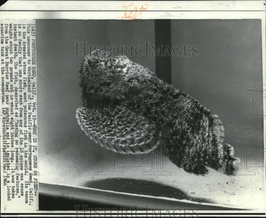 1966 Press Photo The stone fish, most poisonous fish in the world - Historic Images