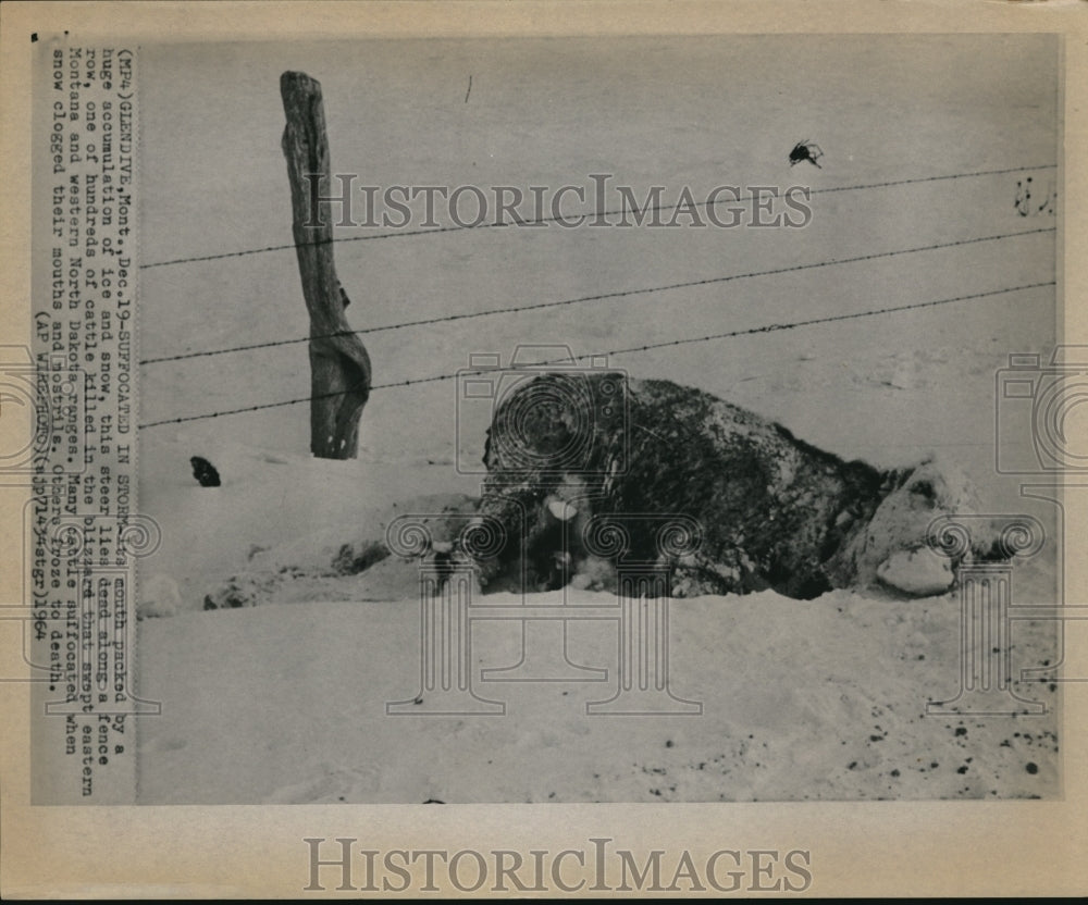 1965 Press Photo The steer lies dead after the strong snowy wind - Historic Images