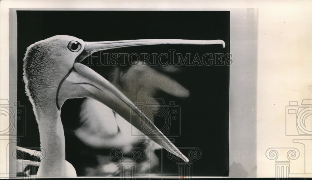 1962 Press Photo The pelican in Melbourne Zoo - Historic Images