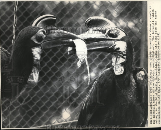 1971 Press Photo The ground horn bill  at the Bristol Zoo - Historic Images