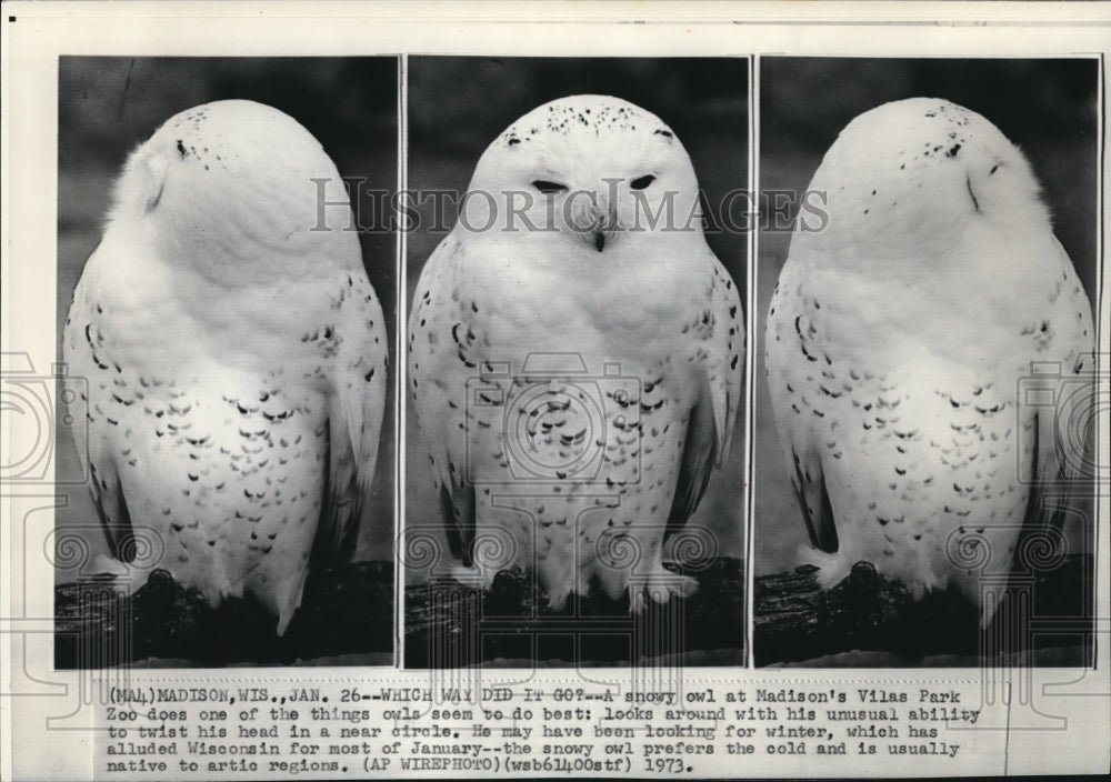 1973 Wire Photo The snowy owl at Madison&#39;s Vilas Park Zoo  - Historic Images
