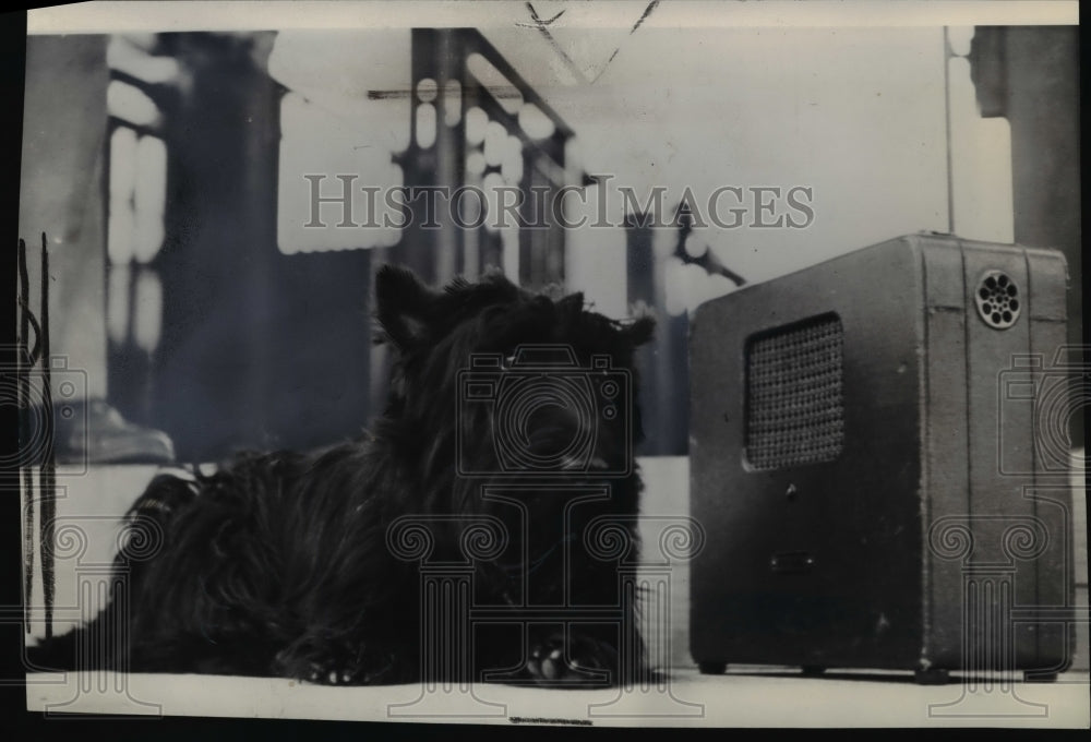 1944 Press Photo Fala, bends an ear to a portable radio at a Pacific Coast base - Historic Images