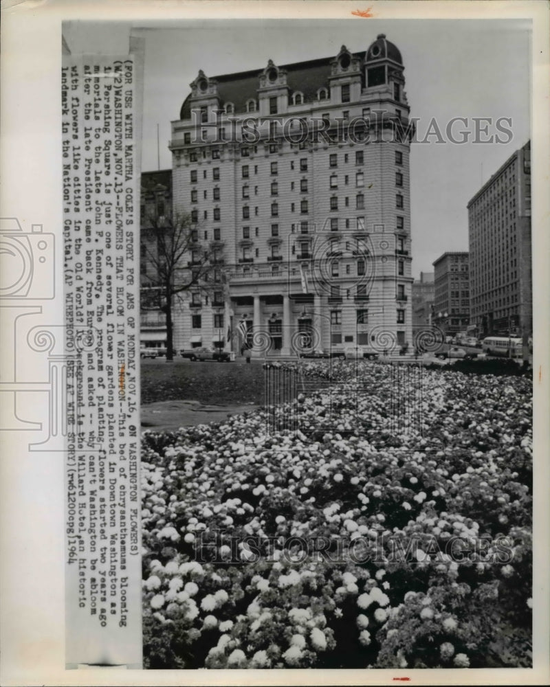 1964 Wire Photo Chrysanthermums bloom in Pershing square planted in Washington - Historic Images