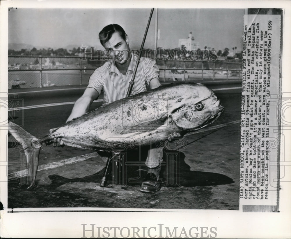 1961 Wire Photo Gary Antoine caught rare tropical fish Louvar Imperialis - Historic Images