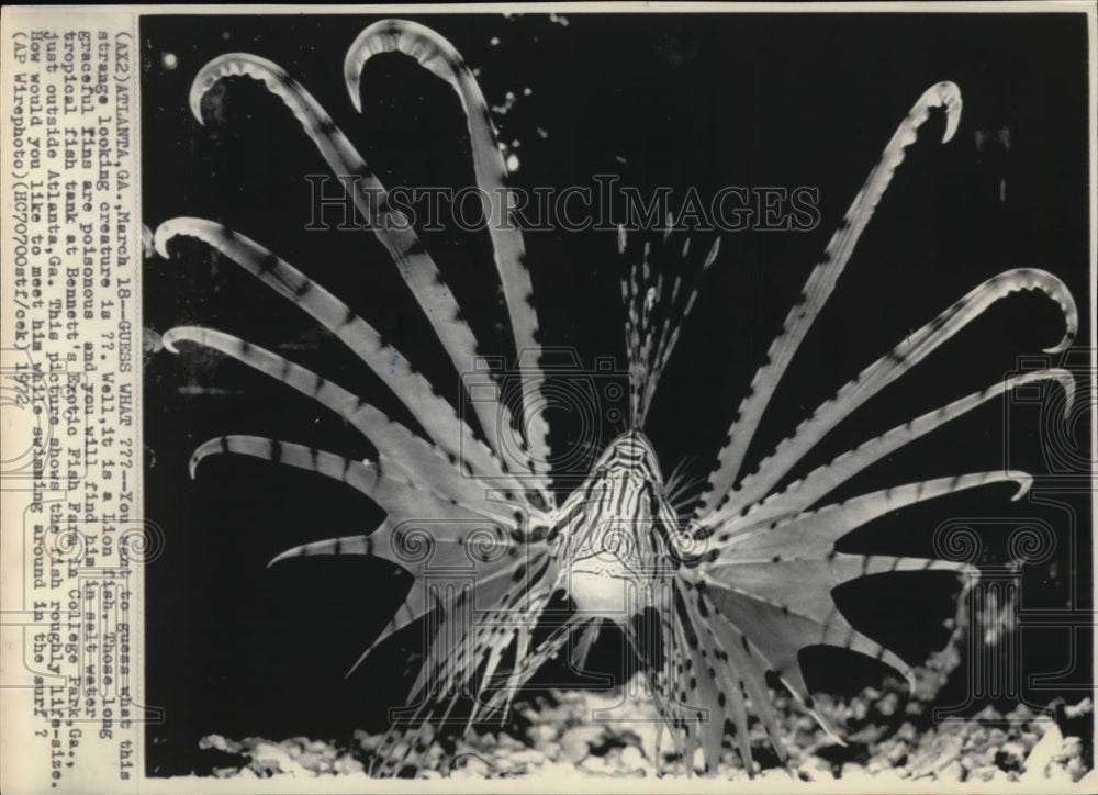 1972 Press Photo A Lion Fish - Historic Images