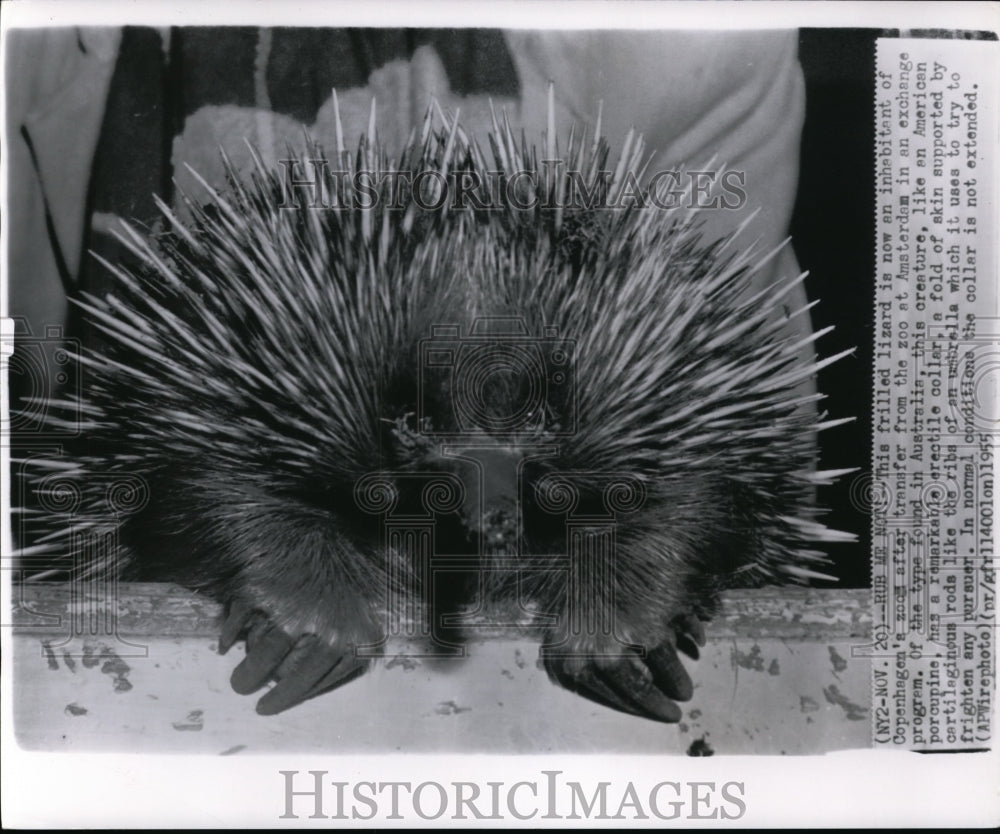 1955 Press Photo Frilled Lizard of Copenhagen Zoo - cvw15659- Historic Images