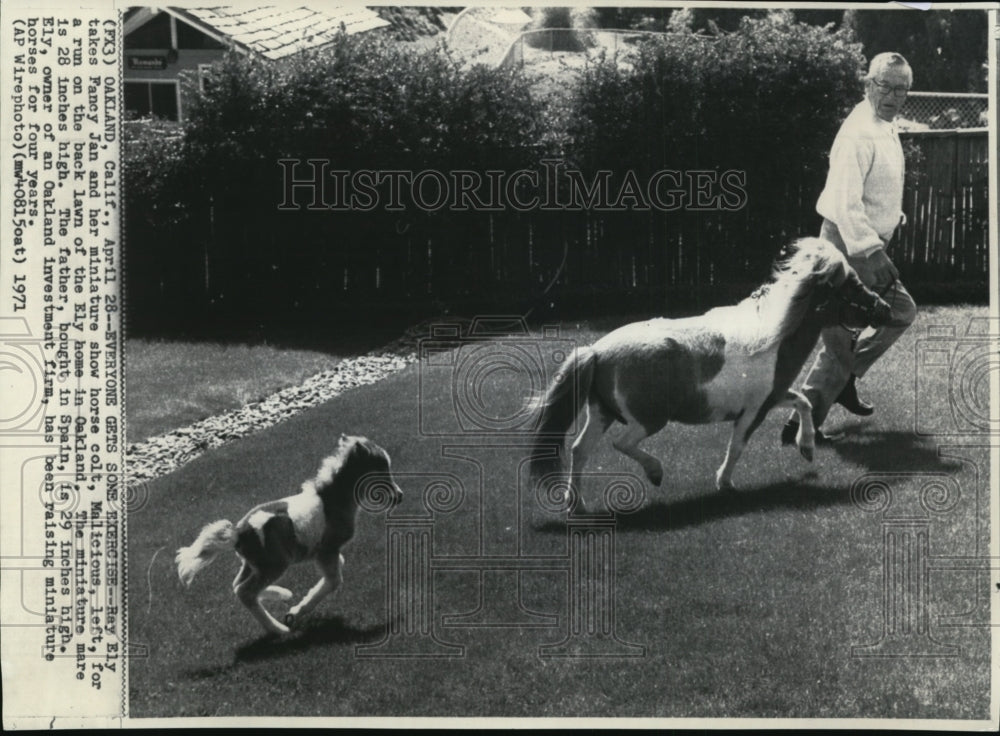 1971 Miniature horses and Ray Ely - Historic Images