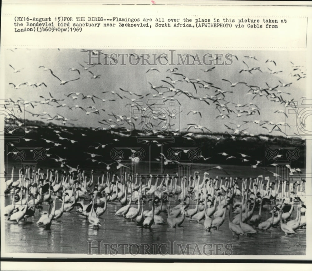 1969 Press Photo Flock of Flamingos were seen all over Rondevlei bird sanctuary - Historic Images