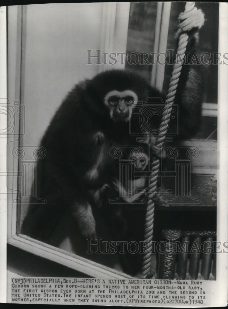 1940 Press Photo Mama Ruby Gibbon and her baby on rope climbing trick at the zoo - Historic Images