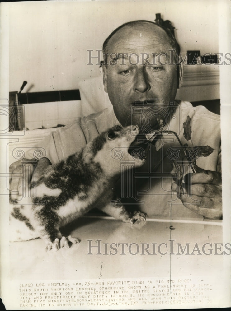 1939 Press Photo South American Phalanger eats Roses - cvw17013- Historic Images