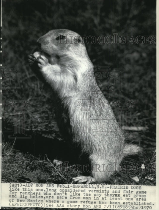 1970 Press Photo Praire Dog in New Mexico Where a Game Refuge has been establish - Historic Images