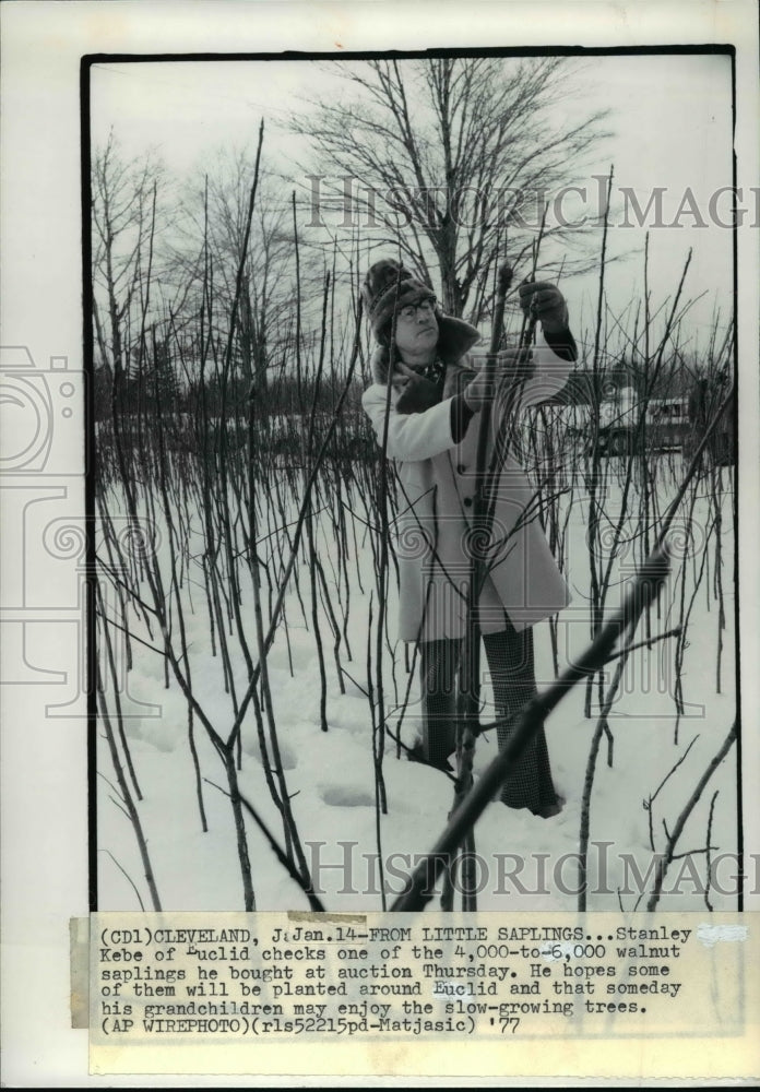 1977 Press Photo Stanley Kebe Checking Walnut Saplings He Bought At Auction - Historic Images