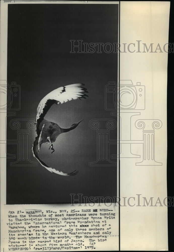 1975 Press Photo Bruce Fritz take a photo of rare Manchurian Crane - cvw18452-Historic Images