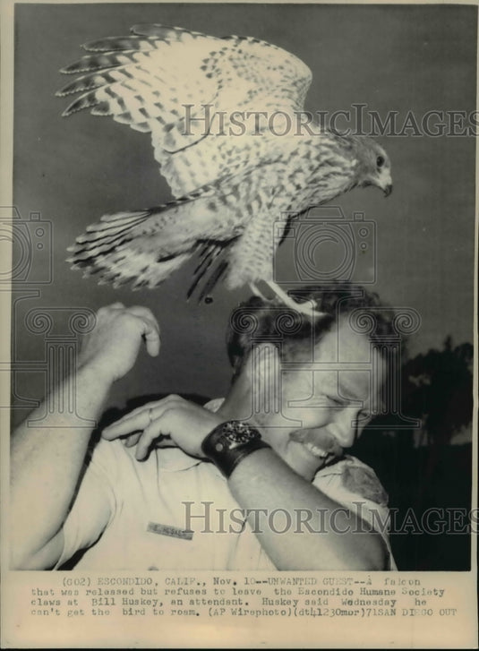 1971 A Falcon claws at the attendant Bill Huskey - Historic Images
