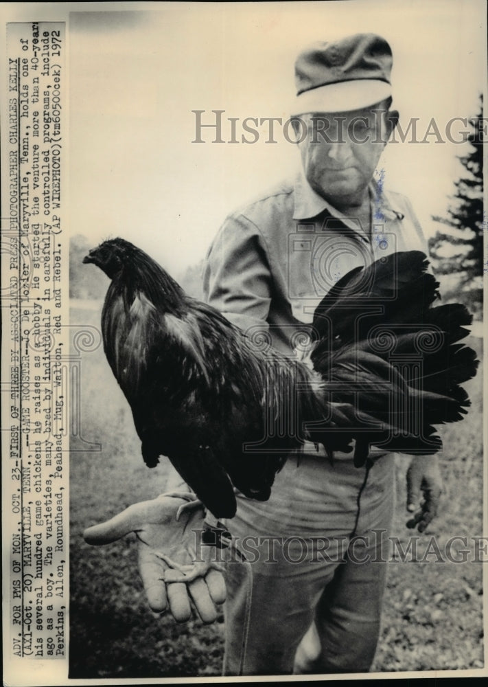 1972 Jo De Lozier of Maryville Tenn. holds one of several chickens - Historic Images