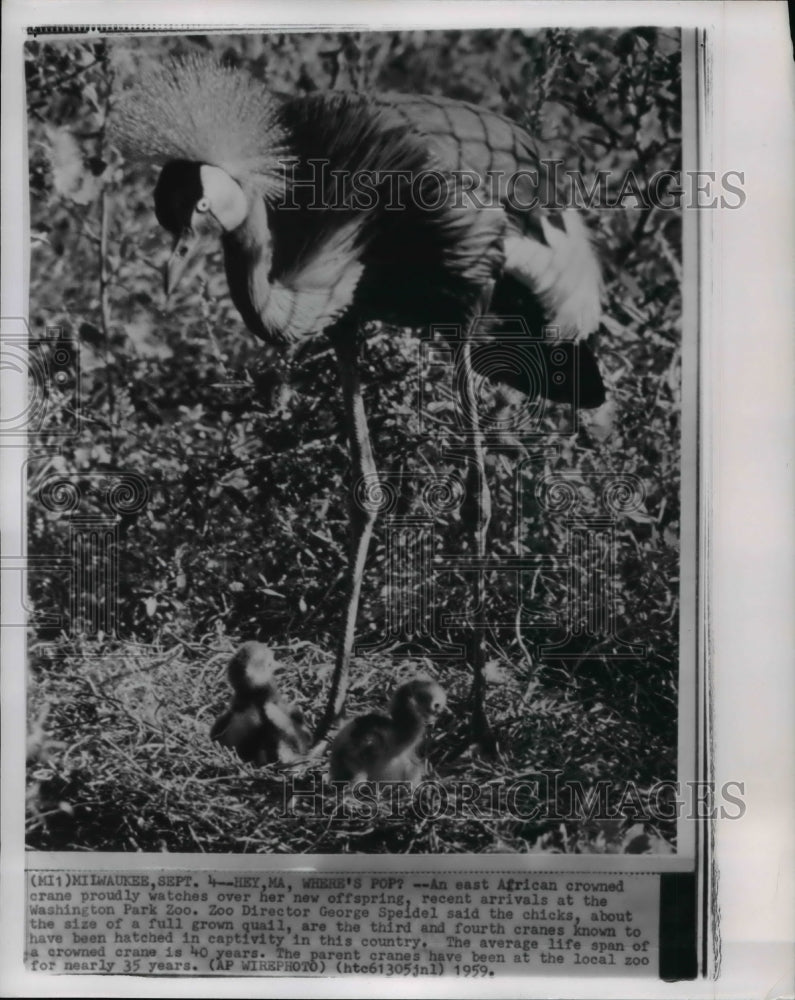 1959 Press Photo East African crowned Cranes at Washington Zoo. - cvw18472 - Historic Images