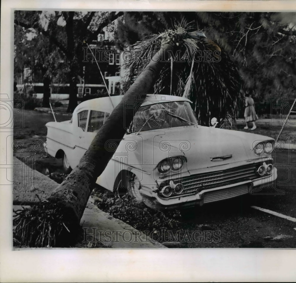 1960 Press Photo Tall palm tree fell on top of a car - cvw18554 - Historic Images