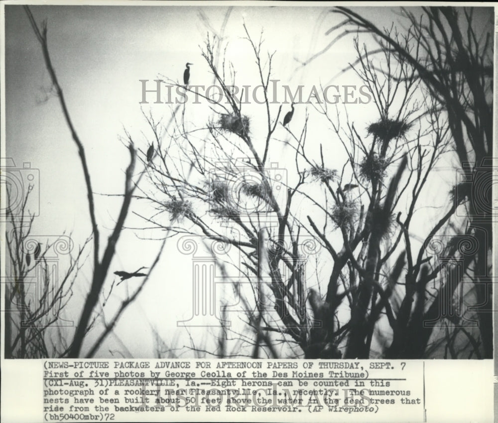 1972 Press Photo Herons &amp; their nests at Red Rock Reservoir near Pleasantville - Historic Images