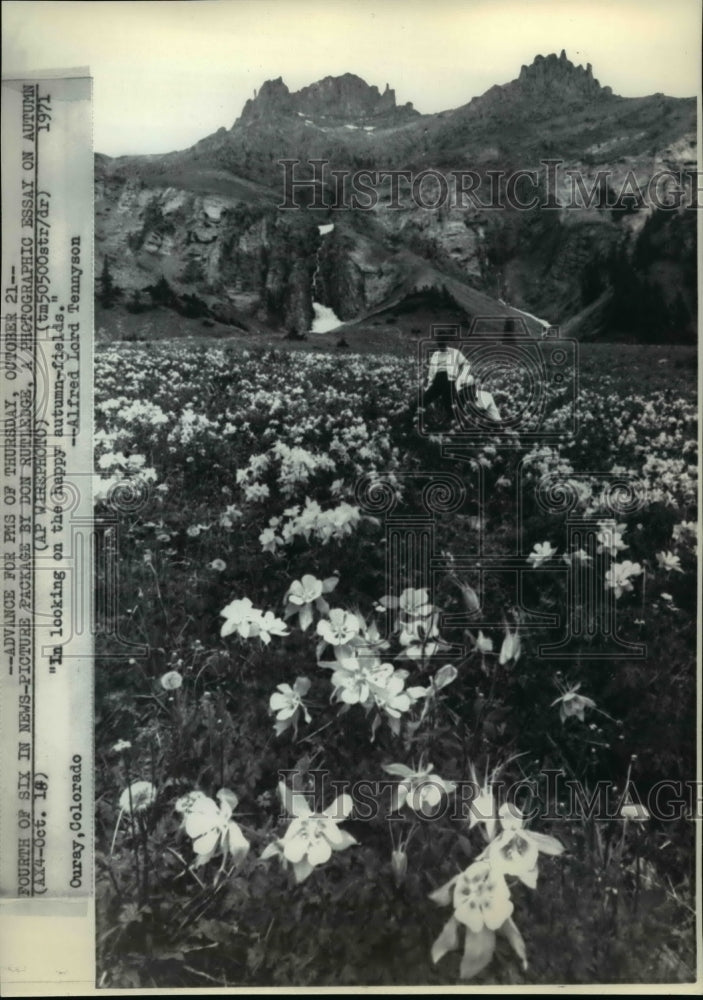 1971 Press Photo In looking on the happy autumn fields- Alfred Lord Tennyson-Historic Images